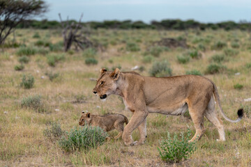 wild lion in savanna , Africa

