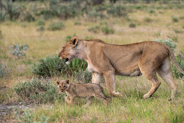 wild lion in savanna , Africa
