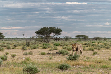 wild lion in savanna , Africa
