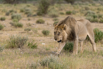 wild lion in savanna , Africa
