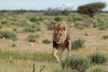 wild lion in savanna , Africa
