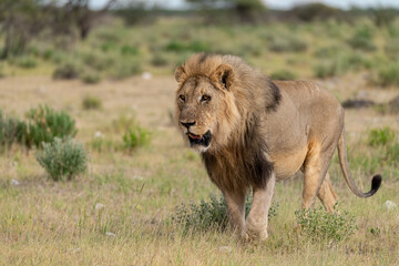 wild lion in savanna , Africa
