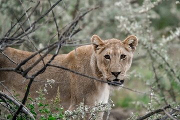 wild lion in savanna , Africa
