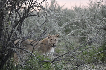 wild lion in savanna , Africa

