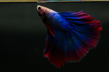 Fototapeta premium Betta, aqua blue and red color. Siamese fighting fish on dark background.