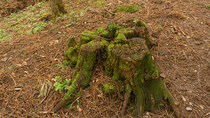  A moss-covered tree stump in a pine forest.