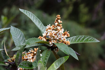 Closeup of loquat flowers Eriobotrya japonica blooming and buds