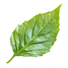 Obraz premium Fresh and vibrant epazote leaves showcased against pristine white backdrop