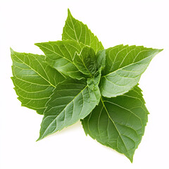 Culinary epazote leaves arranged neatly on pure white surface for food styling