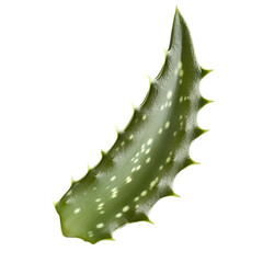 "Real Aloe Vera Live Plant | Medicinal Garden Aloe for Indoor & Outdoor Use.  natural remedy plant, aloe vera healing, aloe for home, home garden aloe, balcony plant, indoor gardening, outdoo








