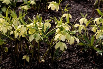 yellow flowers of Hellerobus Niger-Ranunculaceae Family