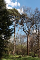 Fototapeta premium various trees at spring in park