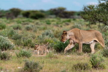 wild lion in savanna , Africa