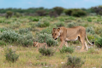 wild lion in savanna , Africa