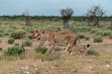 wild lion in savanna , Africa
