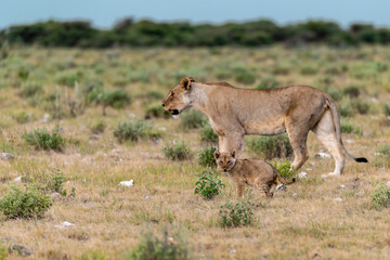 wild lion in savanna , Africa