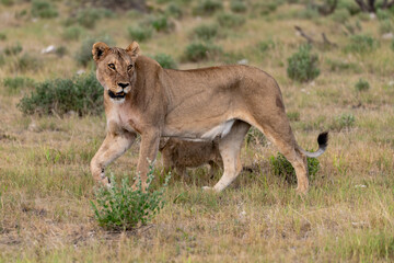 wild lion in savanna , Africa