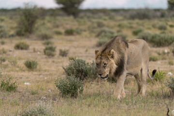 wild lion in savanna , Africa