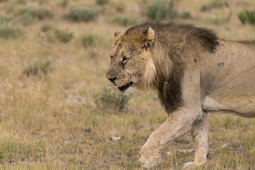 wild lion in savanna , Africa