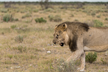 wild lion in savanna , Africa