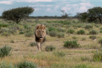 wild lion in savanna , Africa