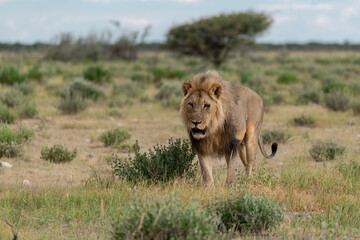 wild lion in savanna , Africa