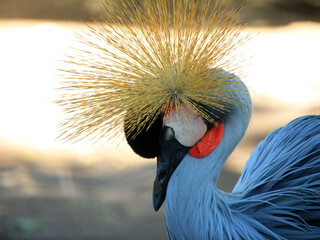 The grey crowned crane (Balearica regulorum) is a species of bird belonging to the crane family (Gruidae