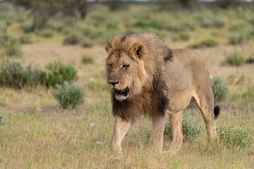 wild lion in savanna , Africa