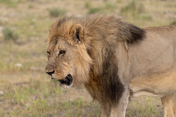 wild lion in savanna , Africa