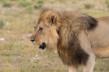 wild lion in savanna , Africa