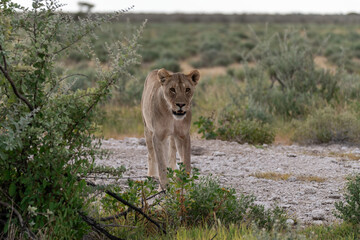 wild lion in savanna , Africa