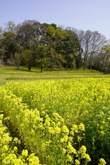 奈良飛鳥路　菜の花畑と青い空