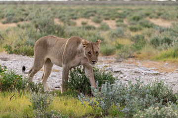 wild lion in savanna , Africa