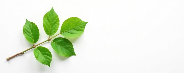 A single isolated branch on a white background with a subtle texture, green, branchy