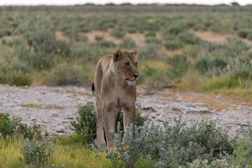 wild lion in savanna , Africa