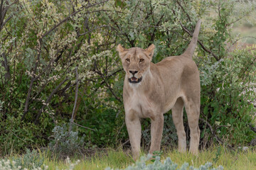 wild lion in savanna , Africa