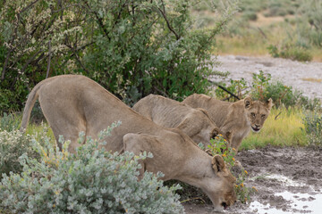 wild lion in savanna , Africa