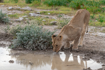 wild lion in savanna , Africa