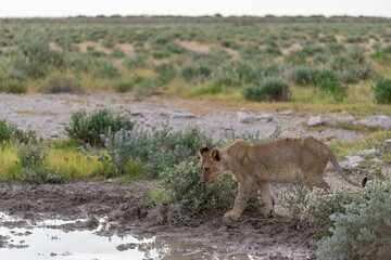 wild lion in savanna , Africa