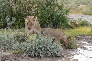 wild lion in savanna , Africa