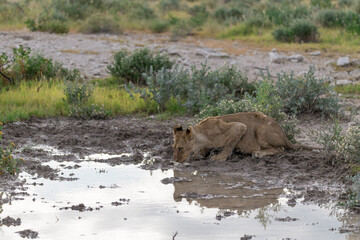 wild lion in savanna , Africa