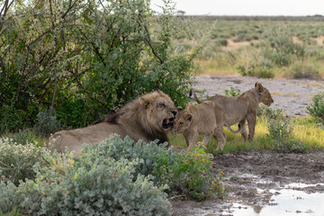 wild lion in savanna , Africa