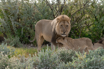 wild lion in savanna , Africa