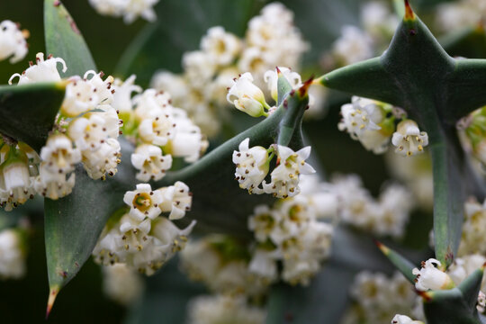 Colletia cruciform (Cruciata gillies and hook) macro. a shrub with linear leaflets and lateral shoots arranged in a criss-cross pattern.