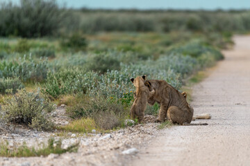 wild lion in Savanna , Africa