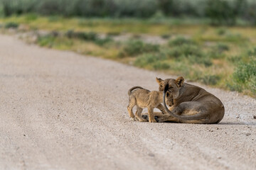 wild lion in Savanna , Africa