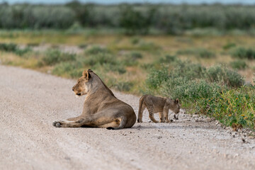 wild lion in Savanna , Africa