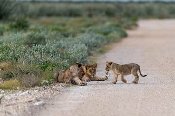 wild lion in Savanna , Africa