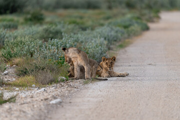 wild lion in Savanna , Africa