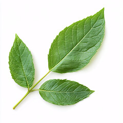 Obraz premium Isolated Peppermint Leaves Highlighting the Textural Details of Nature